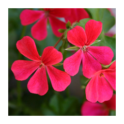 memory fleurs