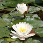 meditation-adultes-1